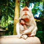 Sacred Monkey Forest Sanctuary, Ubud, Bali, Indonesia, Kuta Sea Turtles, Sacred Monkey Forest,